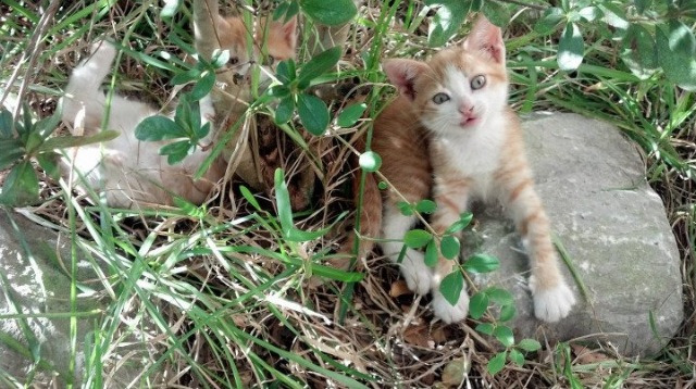 高校体育赛事品牌传播,体育赛事品牌打造