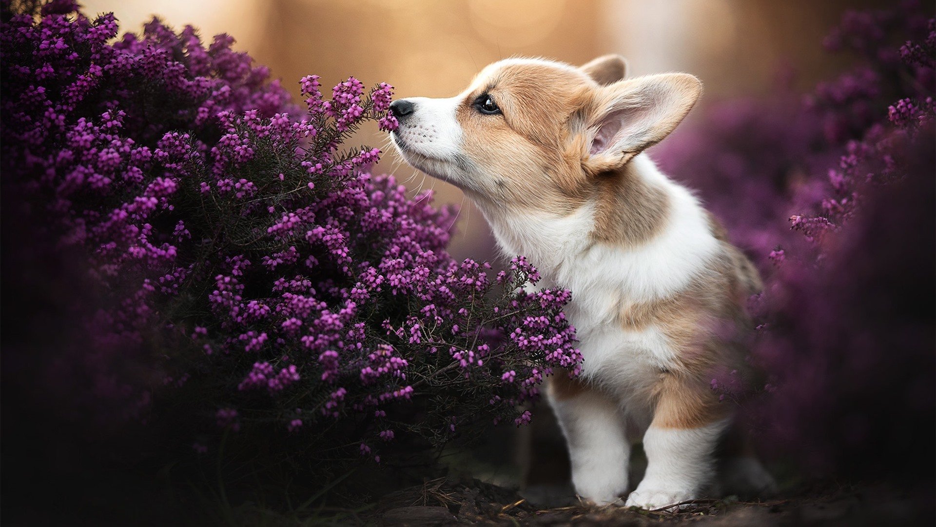 中国女篮注重团队精神 培养协作默契,中国女篮团队精神的感悟