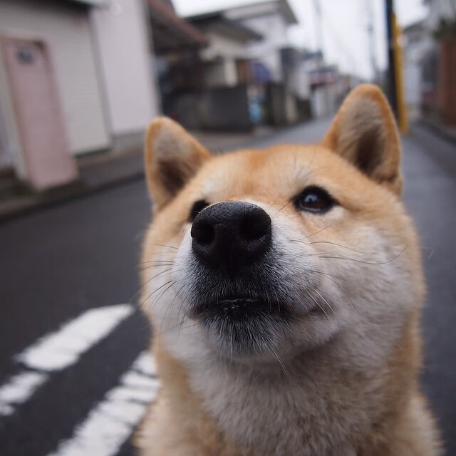 中国蝶泳选手配速更显策略性，中国蝶泳最好成绩
