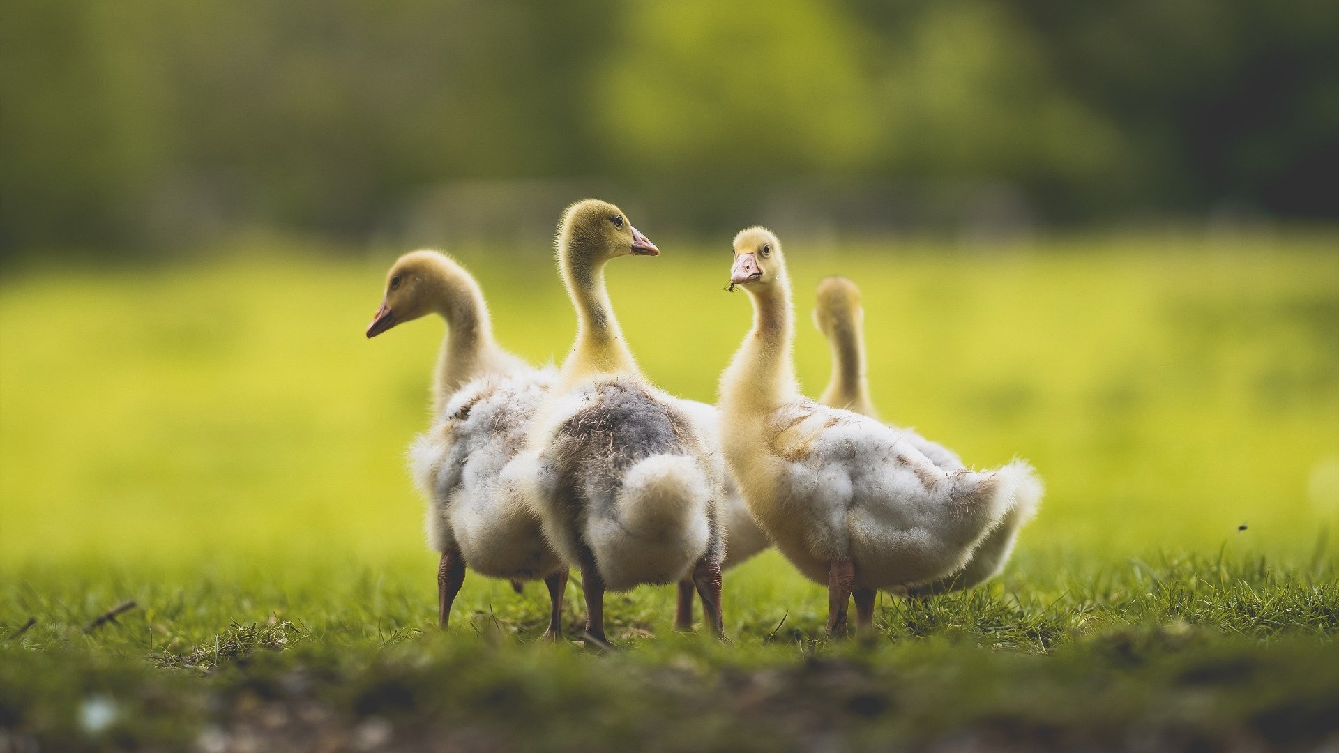 开局阶段布阵稳定性如何决定后期排名走势，什么是开局阶段
