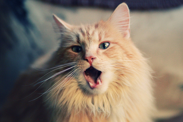 “亚戈·卡尔曼的创新球技，推动阿根廷美洲狮队踏上新的竞技高峰”