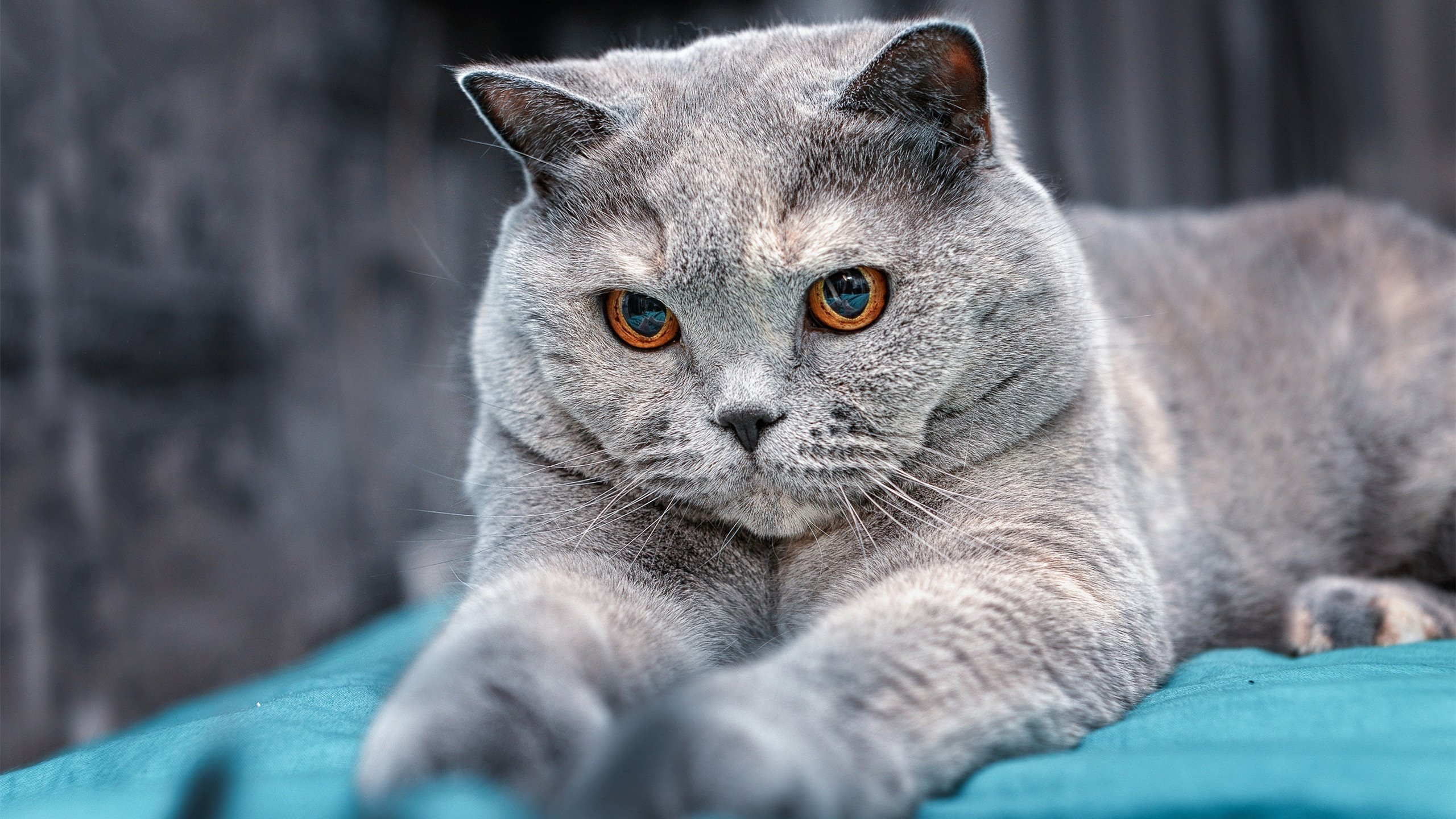 leyu.com-体育新闻中心转会传闻汇集，体育新闻 体坛快讯