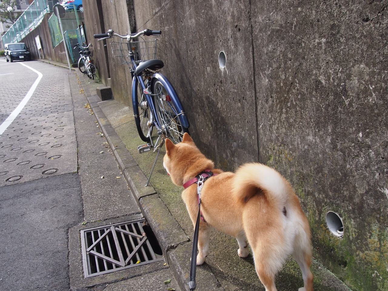 leyu乐鱼官网登录入口-全球足球数据平台实现实时更新，提升赛事透明度和公正性，全球足球比赛数据app