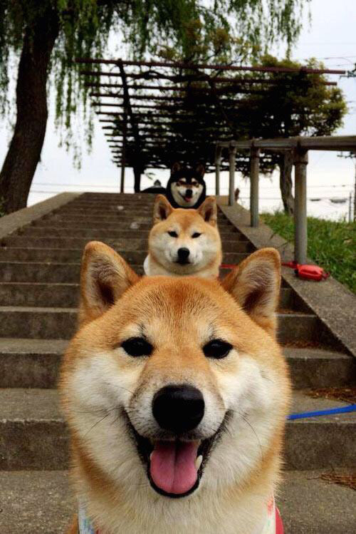 南非羚羊队的超级后排：皮特·斯图斯的精彩表现