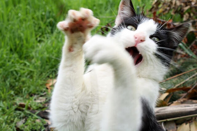 塞尔维亚男篮在欧洲预赛中奋勇追击，目标更高更远！，塞尔维亚男篮比赛视频