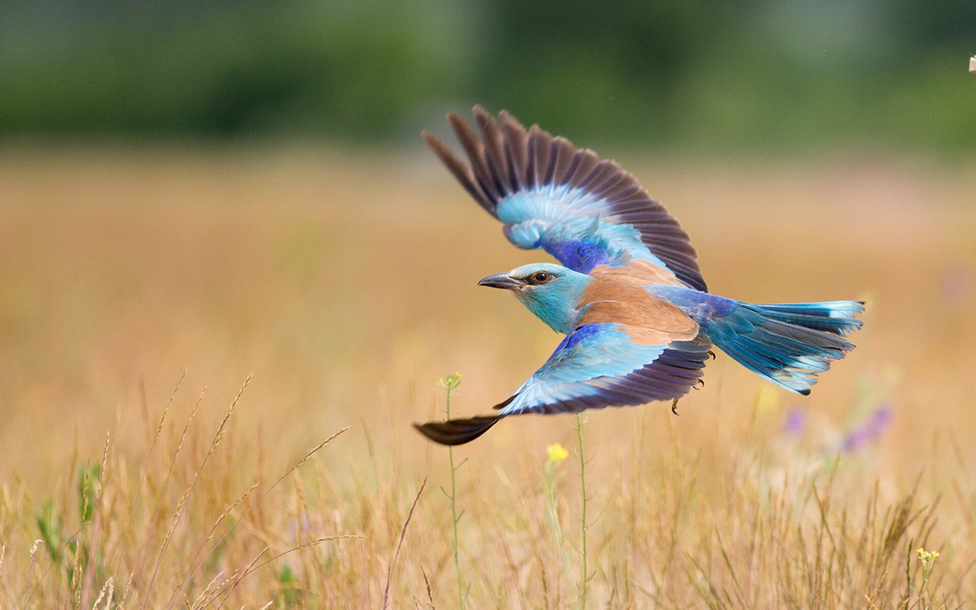 曹缘男子3米跳板决赛表现亮眼,第38金!曹缘夺跳水男子10米台冠军