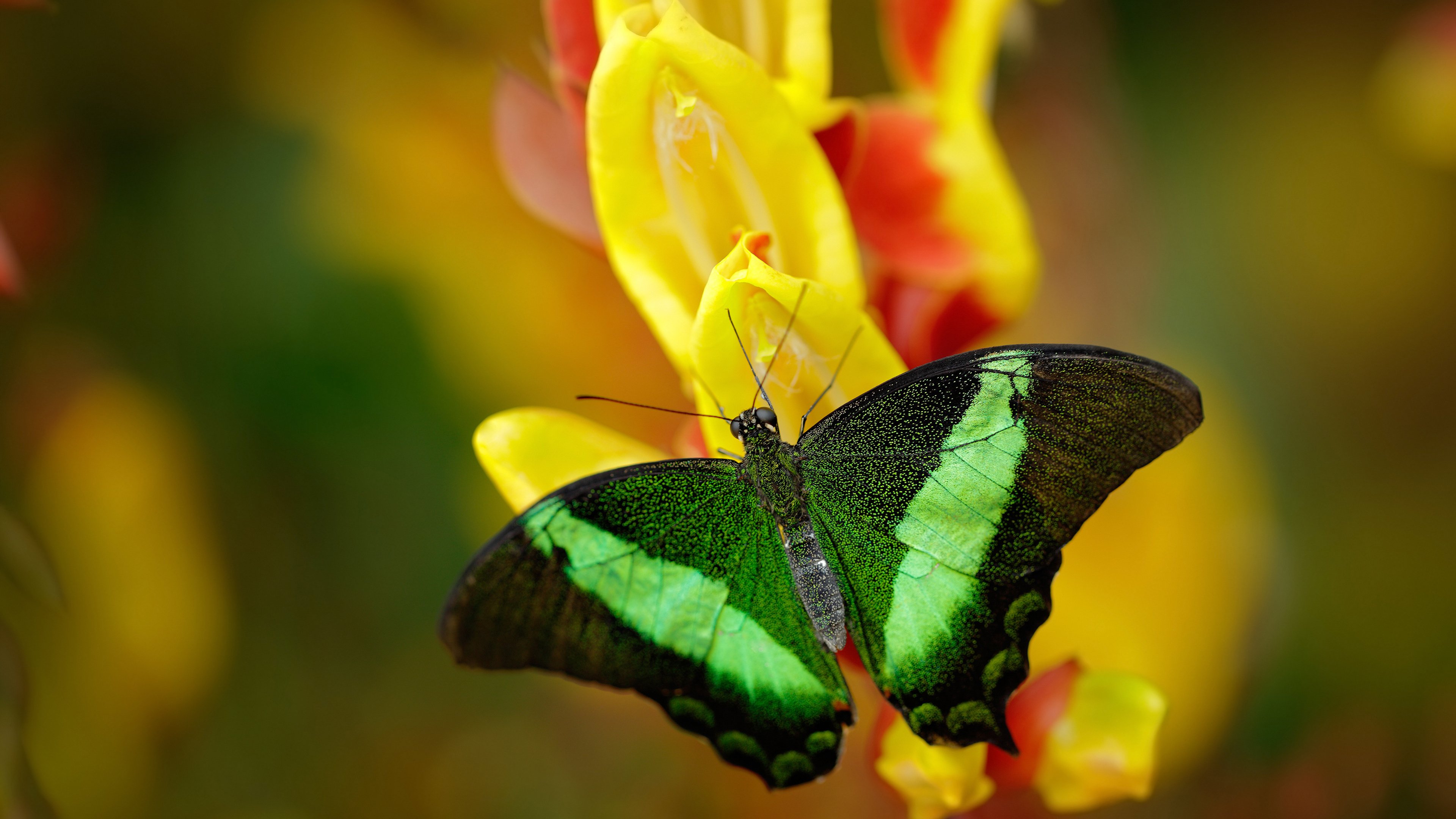 林丹称羽毛球推广更需要家庭参与,林丹羽毛球的地位