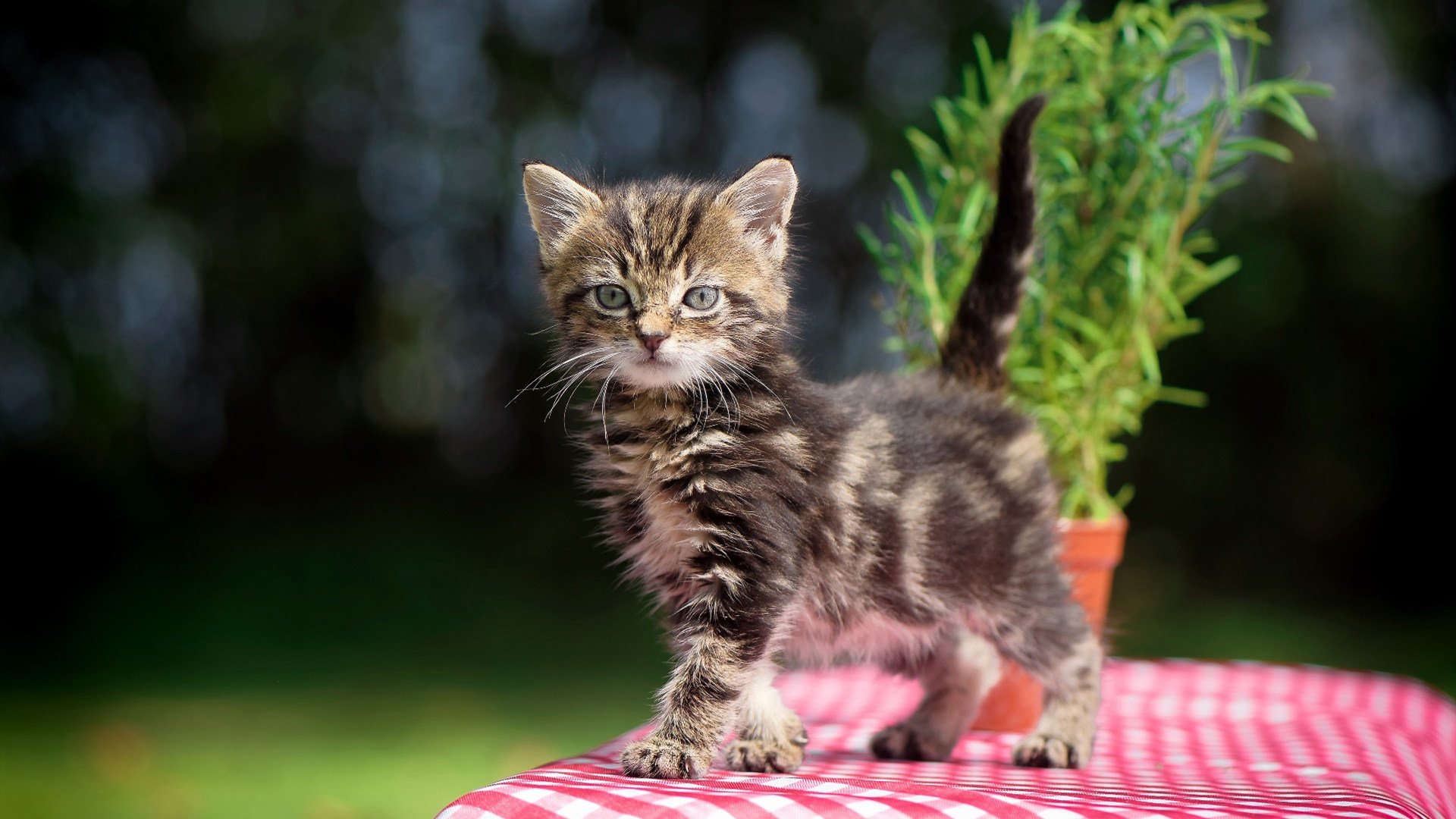 欧洲杯争冠悬念:决胜时刻的战术较量,欧洲杯揭幕战前瞻