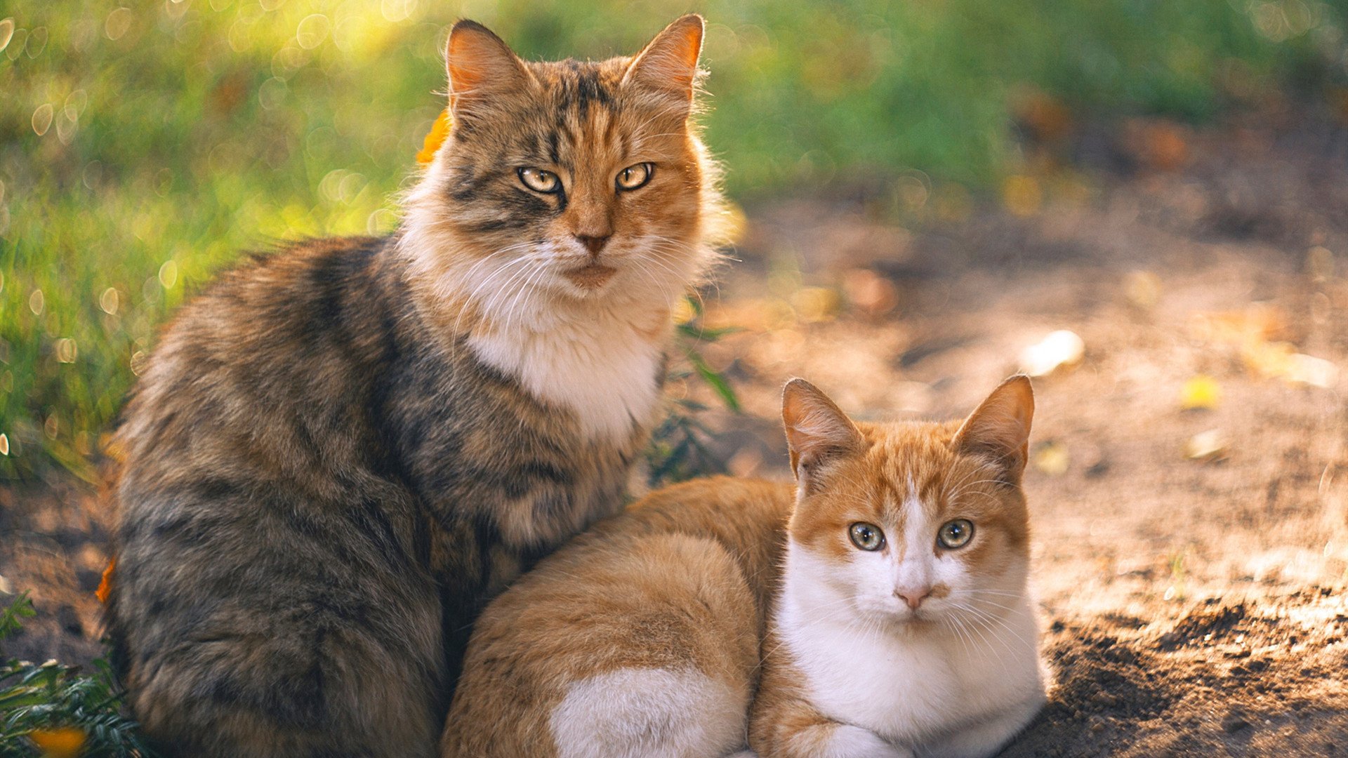 篮球青训教练论坛聚焦育人理念与方法,青年篮球培训