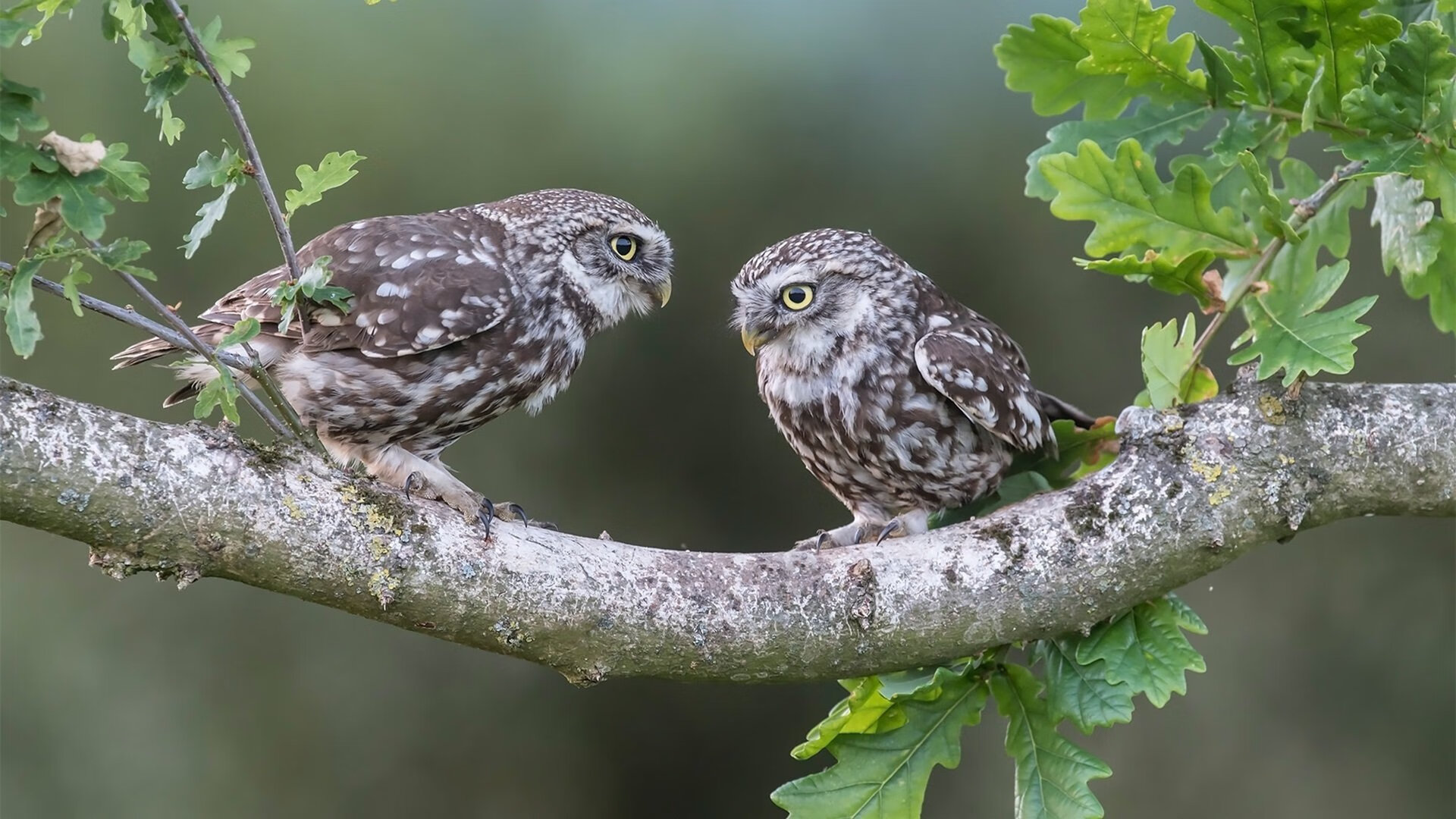 乐鱼体育APP官方下载-职业球员暑期投身公益训练营推动篮球教育资源下沉基层，职业篮球培训