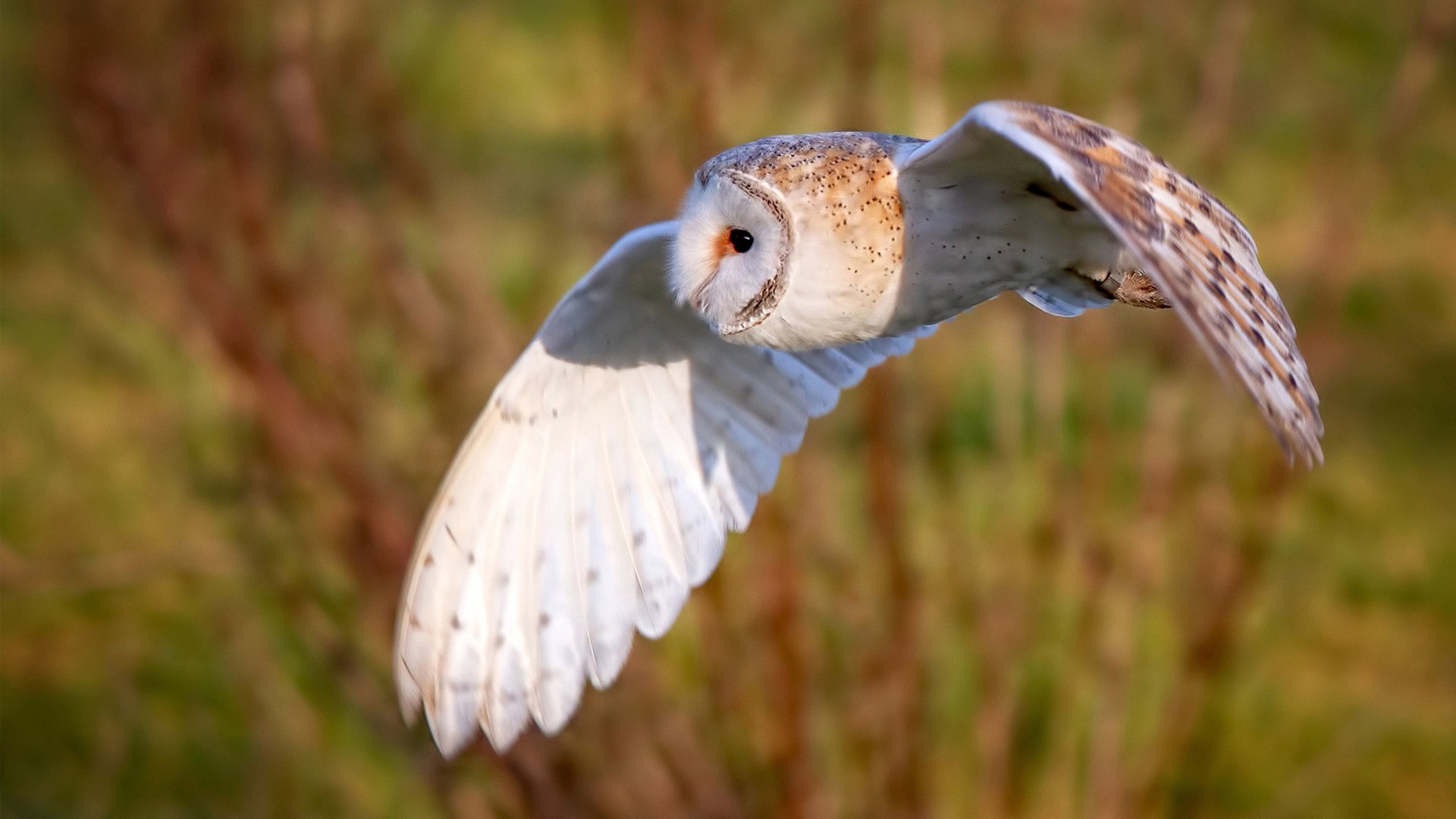 乐鱼电竞在线平台登录入口-自由泳长距离荷兰展现耐力优势，自由泳比赛距离