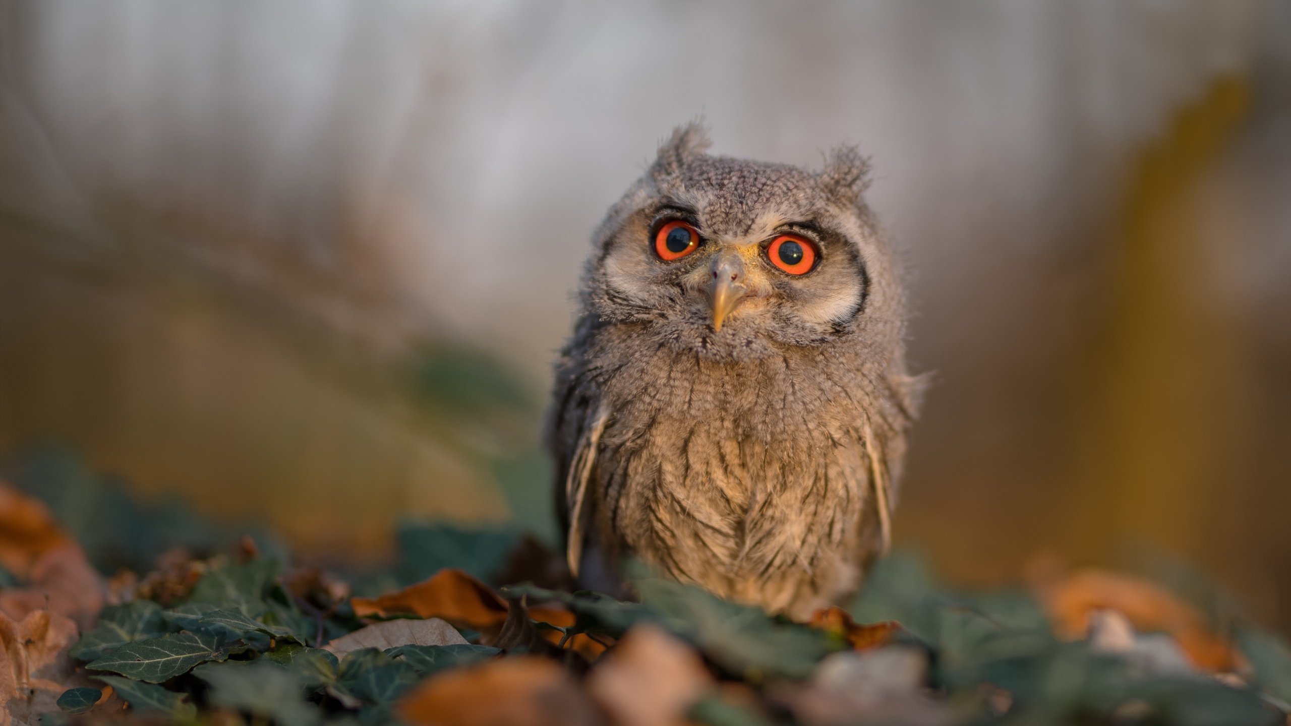 【一案两十年】楼梯护栏坍塌致死21人 原责任人再审失败,楼梯护栏案判决书