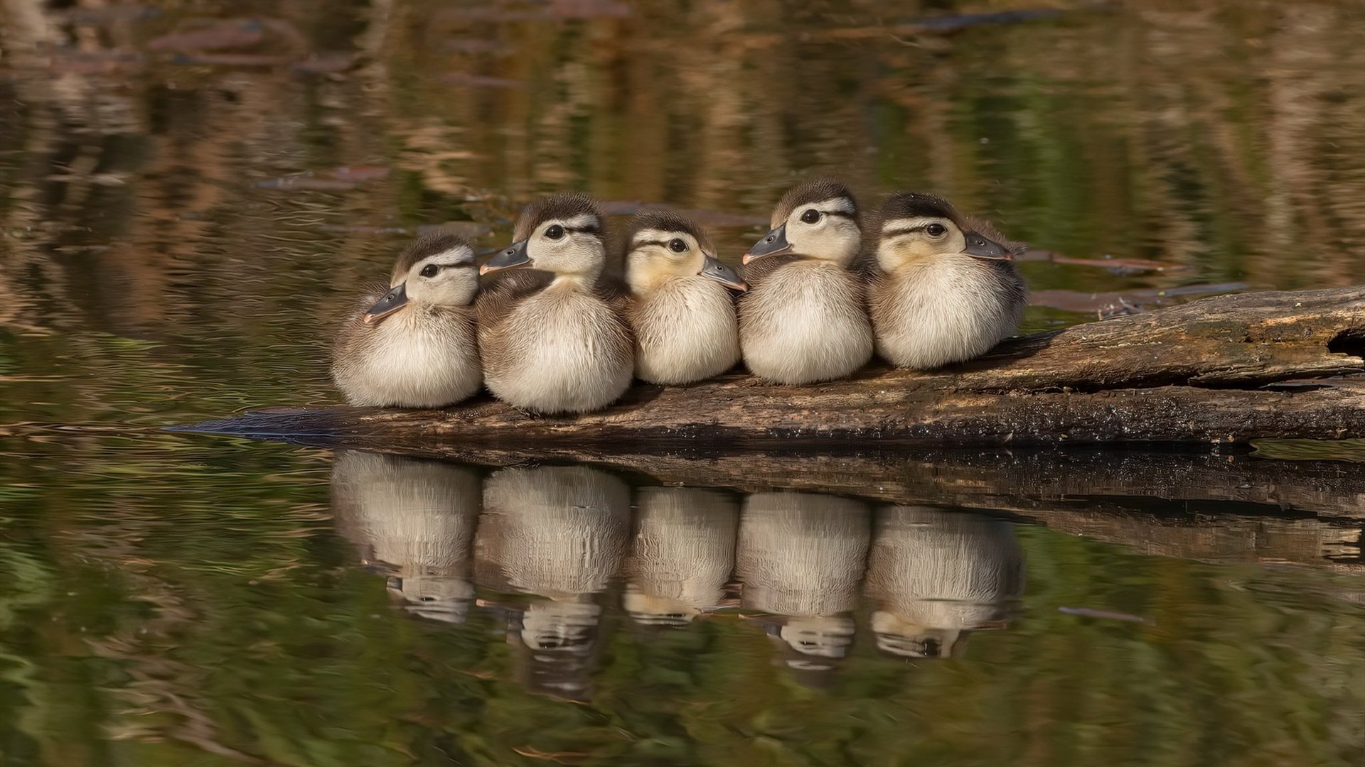 中国足球青少年运动员早期专长训练与全面技能发展的平衡，青少年足球运动员选拔方案